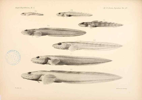 Reproducción/Reproduction 48348753252: The Danish Ingolf-Expedition.. Copenhagen :H. Hagerup,1899-1928.. 