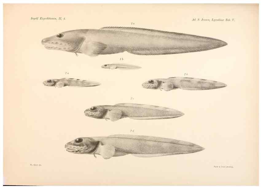 Reproducción/Reproduction 48348615086: The Danish Ingolf-Expedition.. Copenhagen :H. Hagerup,1899-1928.. 
