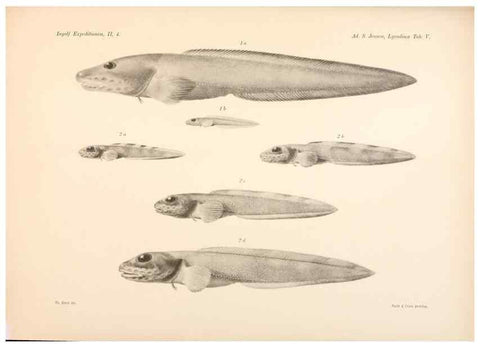 Reproducción/Reproduction 48348615086: The Danish Ingolf-Expedition.. Copenhagen :H. Hagerup,1899-1928.. 