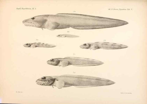 Reproducción/Reproduction 48348615086: The Danish Ingolf-Expedition.. Copenhagen :H. Hagerup,1899-1928.. 
