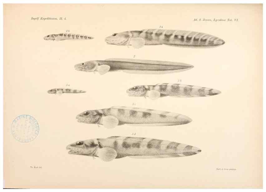 Reproducción/Reproduction 48348754272: The Danish Ingolf-Expedition.. Copenhagen :H. Hagerup,1899-1928.. 