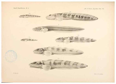 Reproducción/Reproduction 48348754272: The Danish Ingolf-Expedition.. Copenhagen :H. Hagerup,1899-1928.. 