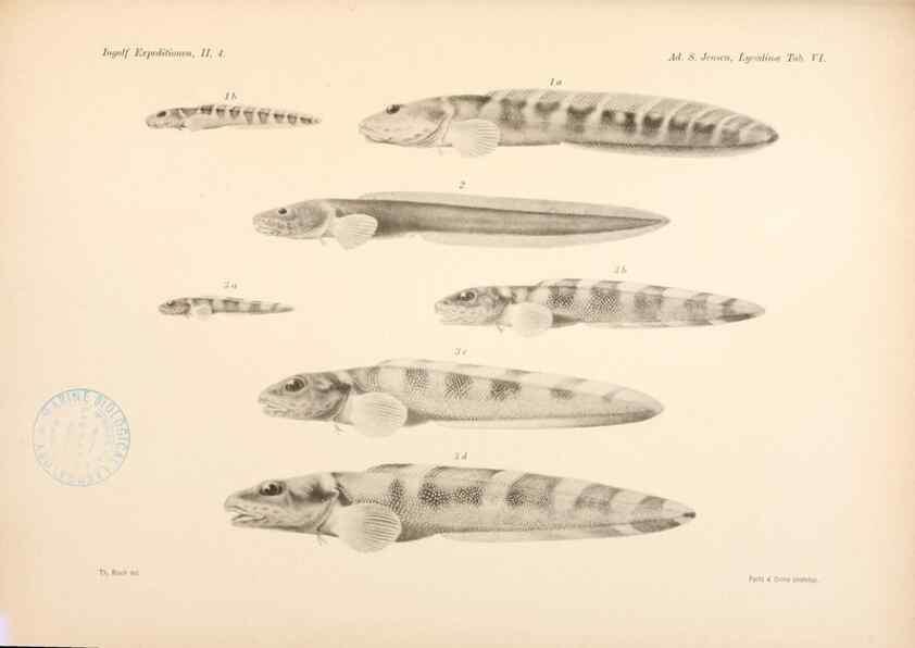Reproducción/Reproduction 48348754272: The Danish Ingolf-Expedition.. Copenhagen :H. Hagerup,1899-1928.. 