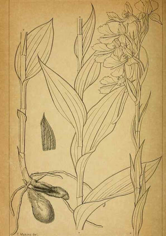 Reproducción/Reproduction 48348167726: Shinsen Nihon shokubutsu zusetsu.. Tokyo :Keigyosha,Meiji 32-36 [1899-1903]. 