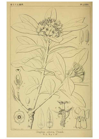 Reproducción/Reproduction 48348297062: Shinsen Nihon shokubutsu zusetsu.. Tokyo :Keigyosha,Meiji 32-36 [1899-1903]. 