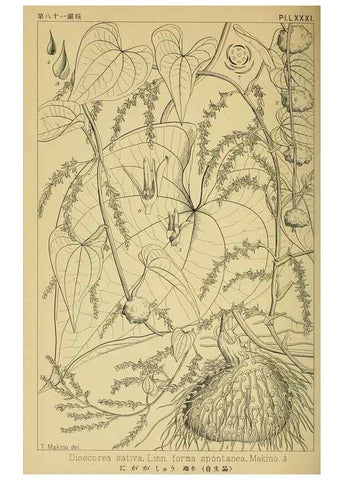 Reproducción/Reproduction 48348301632: Shinsen Nihon shokubutsu zusetsu.. Tokyo :Keigyosha,Meiji 32-36 [1899-1903]. 