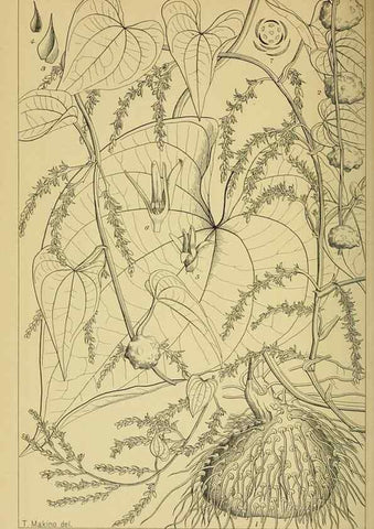 Reproducción/Reproduction 48348301632: Shinsen Nihon shokubutsu zusetsu.. Tokyo :Keigyosha,Meiji 32-36 [1899-1903]. 