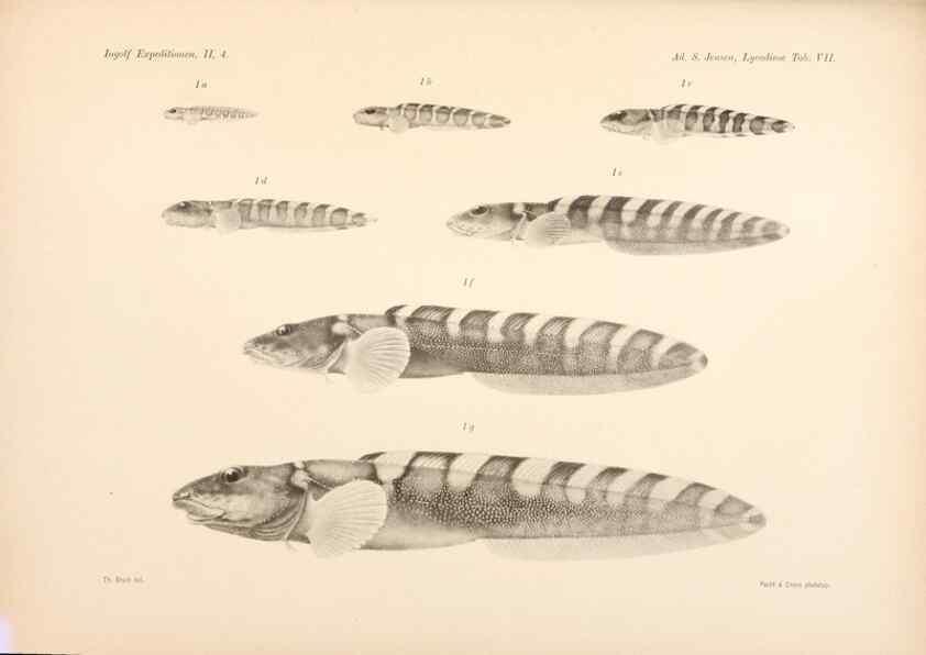 Reproducción/Reproduction 48348615871: The Danish Ingolf-Expedition.. Copenhagen :H. Hagerup,1899-1928.. 