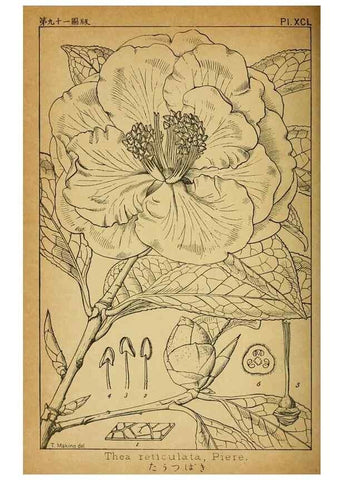 Reproducción/Reproduction 48348304697: Shinsen Nihon shokubutsu zusetsu.. Tokyo :Keigyosha,Meiji 32-36 [1899-1903]. 