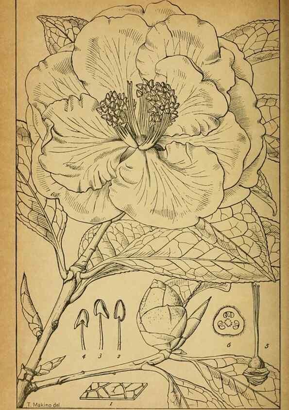 Reproducción/Reproduction 48348304697: Shinsen Nihon shokubutsu zusetsu.. Tokyo :Keigyosha,Meiji 32-36 [1899-1903]. 