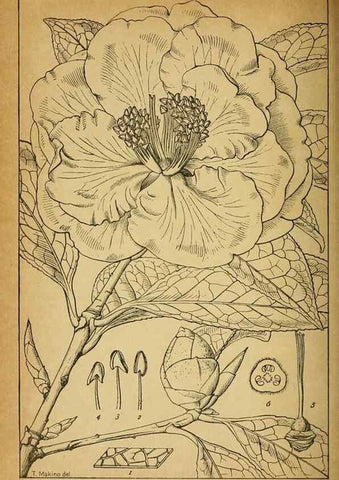 Reproducción/Reproduction 48348304697: Shinsen Nihon shokubutsu zusetsu.. Tokyo :Keigyosha,Meiji 32-36 [1899-1903]. 