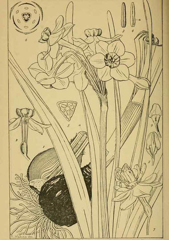 Reproducción/Reproduction 48348305282: Shinsen Nihon shokubutsu zusetsu.. Tokyo :Keigyosha,Meiji 32-36 [1899-1903]. 