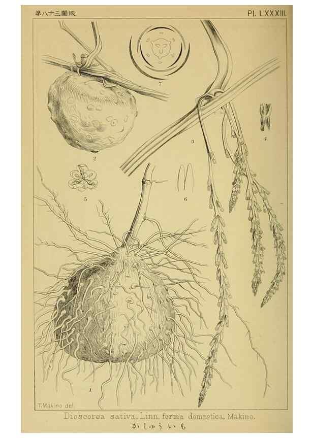 Reproducción/Reproduction 48348162521: Shinsen Nihon shokubutsu zusetsu.. Tokyo :Keigyosha,Meiji 32-36 [1899-1903]. 