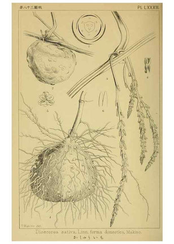 Reproducción/Reproduction 48348162521: Shinsen Nihon shokubutsu zusetsu.. Tokyo :Keigyosha,Meiji 32-36 [1899-1903]. 
