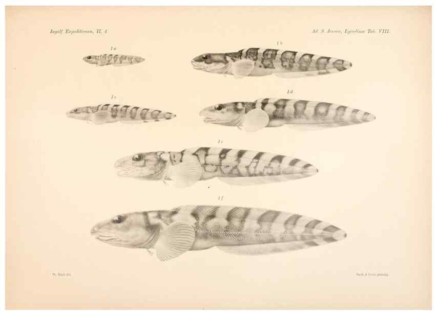 Reproducción/Reproduction 48348616301: The Danish Ingolf-Expedition.. Copenhagen :H. Hagerup,1899-1928.. 