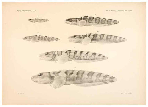 Reproducción/Reproduction 48348616301: The Danish Ingolf-Expedition.. Copenhagen :H. Hagerup,1899-1928.. 