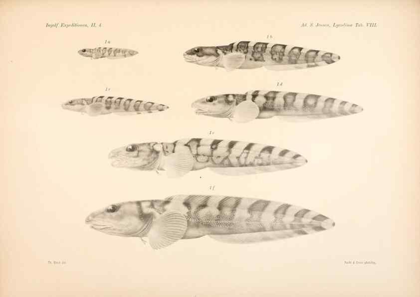 Reproducción/Reproduction 48348616301: The Danish Ingolf-Expedition.. Copenhagen :H. Hagerup,1899-1928.. 