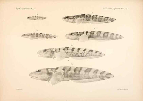 Reproducción/Reproduction 48348616301: The Danish Ingolf-Expedition.. Copenhagen :H. Hagerup,1899-1928.. 
