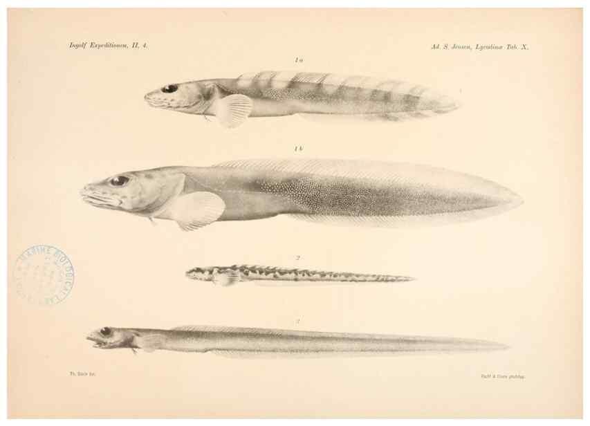 Reproducción/Reproduction 48348756082: The Danish Ingolf-Expedition.. Copenhagen :H. Hagerup,1899-1928.. 