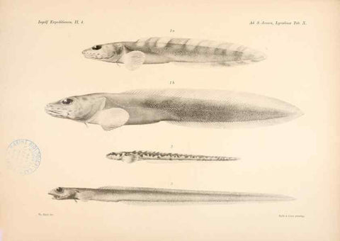 Reproducción/Reproduction 48348756082: The Danish Ingolf-Expedition.. Copenhagen :H. Hagerup,1899-1928.. 