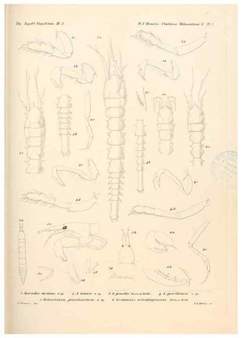 Reproducción/Reproduction 48348762401: The Danish Ingolf-Expedition.. Copenhagen :H. Hagerup,1899-1928.. 