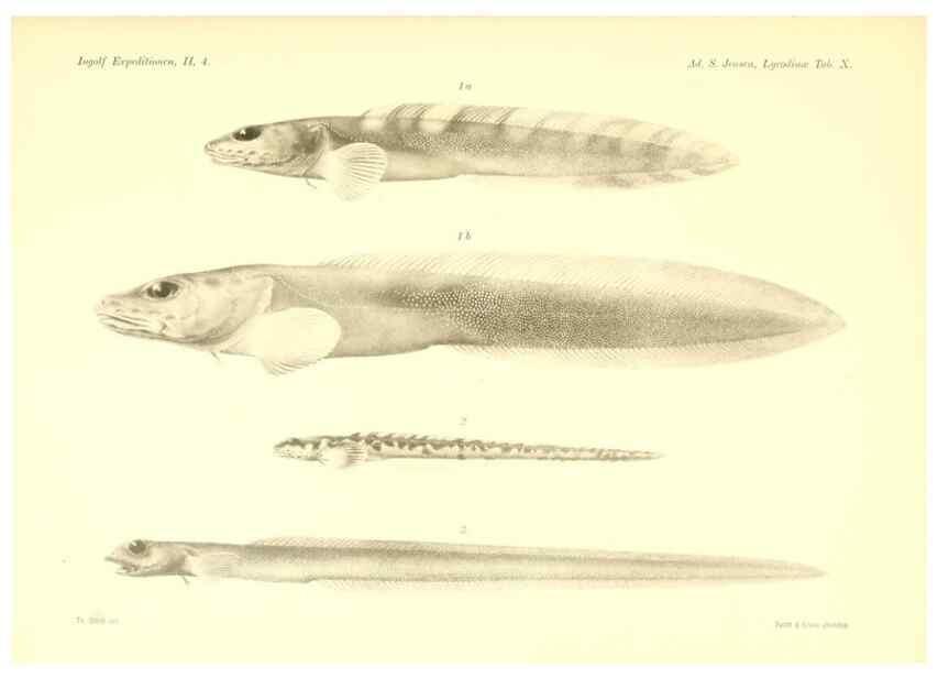Reproducción/Reproduction 48348699846: The Danish Ingolf-Expedition.. Copenhagen :H. Hagerup,1899-1928.. 