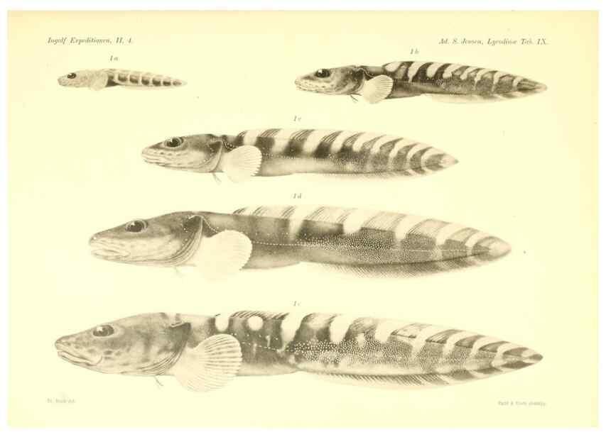 Reproducción/Reproduction 48348699346: The Danish Ingolf-Expedition.. Copenhagen :H. Hagerup,1899-1928.. 