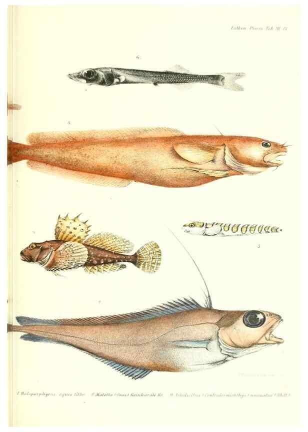 Reproducción/Reproduction 48348830937: The Danish Ingolf-Expedition.. Copenhagen :H. Hagerup,1899-1928.. 