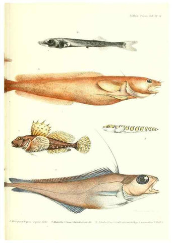 Reproducción/Reproduction 48348830937: The Danish Ingolf-Expedition.. Copenhagen :H. Hagerup,1899-1928.. 