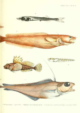 Reproducción/Reproduction 48348830937: The Danish Ingolf-Expedition.. Copenhagen :H. Hagerup,1899-1928.. 