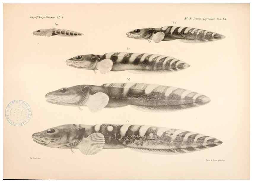 Reproducción/Reproduction 48348616701: The Danish Ingolf-Expedition.. Copenhagen :H. Hagerup,1899-1928.. 