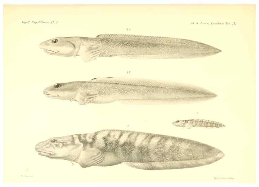 Reproducción/Reproduction 48348833962: The Danish Ingolf-Expedition.. Copenhagen :H. Hagerup,1899-1928.. 