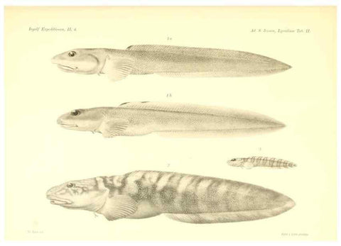 Reproducción/Reproduction 48348833962: The Danish Ingolf-Expedition.. Copenhagen :H. Hagerup,1899-1928.. 