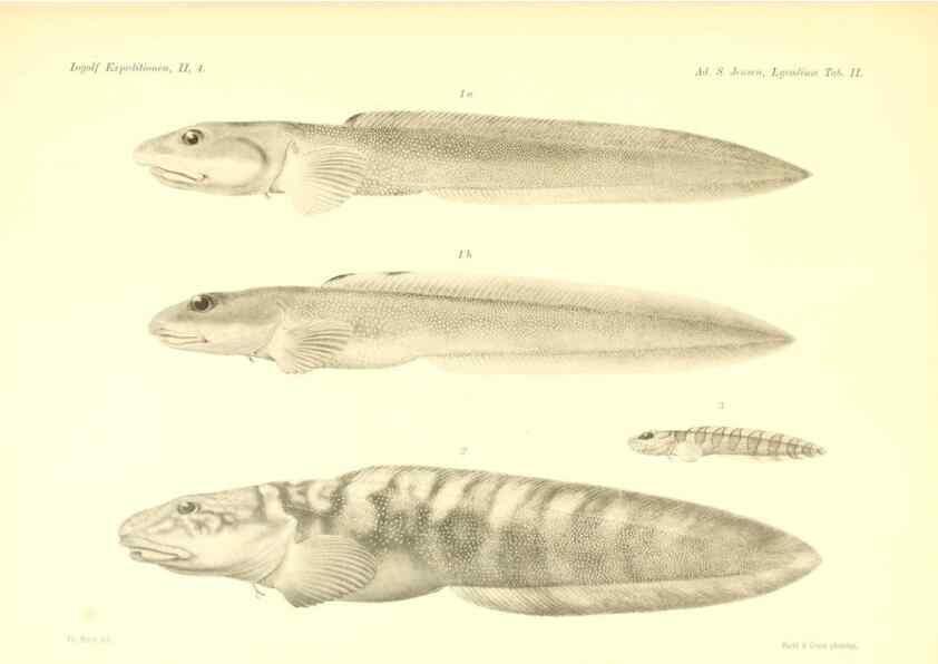 Reproducción/Reproduction 48348833962: The Danish Ingolf-Expedition.. Copenhagen :H. Hagerup,1899-1928.. 