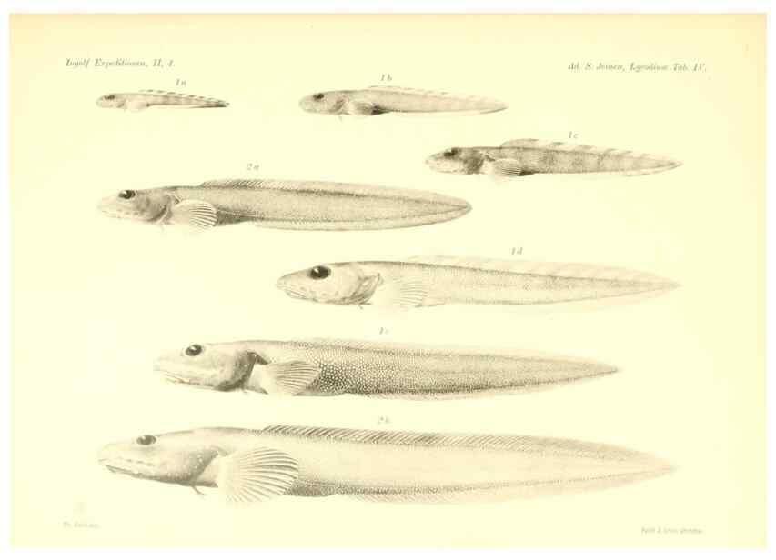Reproducción/Reproduction 48348835212: The Danish Ingolf-Expedition.. Copenhagen :H. Hagerup,1899-1928.. 
