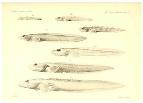 Reproducción/Reproduction 48348835212: The Danish Ingolf-Expedition.. Copenhagen :H. Hagerup,1899-1928.. 