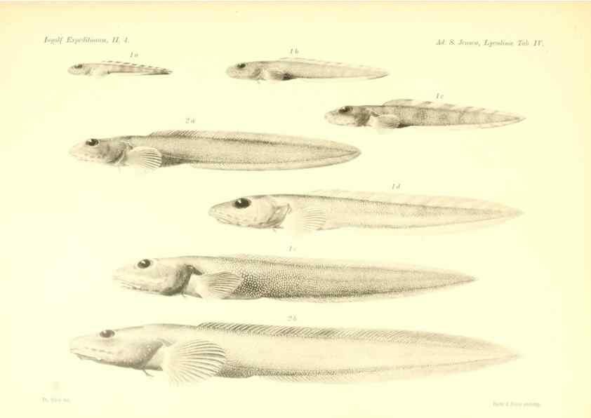 Reproducción/Reproduction 48348835212: The Danish Ingolf-Expedition.. Copenhagen :H. Hagerup,1899-1928.. 