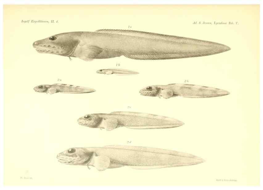 Reproducción/Reproduction 48348697221: The Danish Ingolf-Expedition.. Copenhagen :H. Hagerup,1899-1928.. 