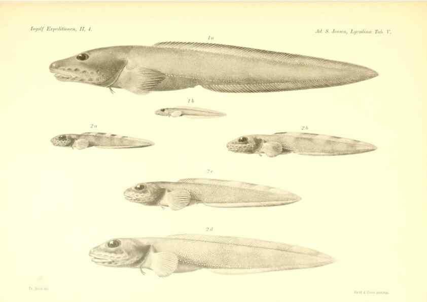 Reproducción/Reproduction 48348697221: The Danish Ingolf-Expedition.. Copenhagen :H. Hagerup,1899-1928.. 