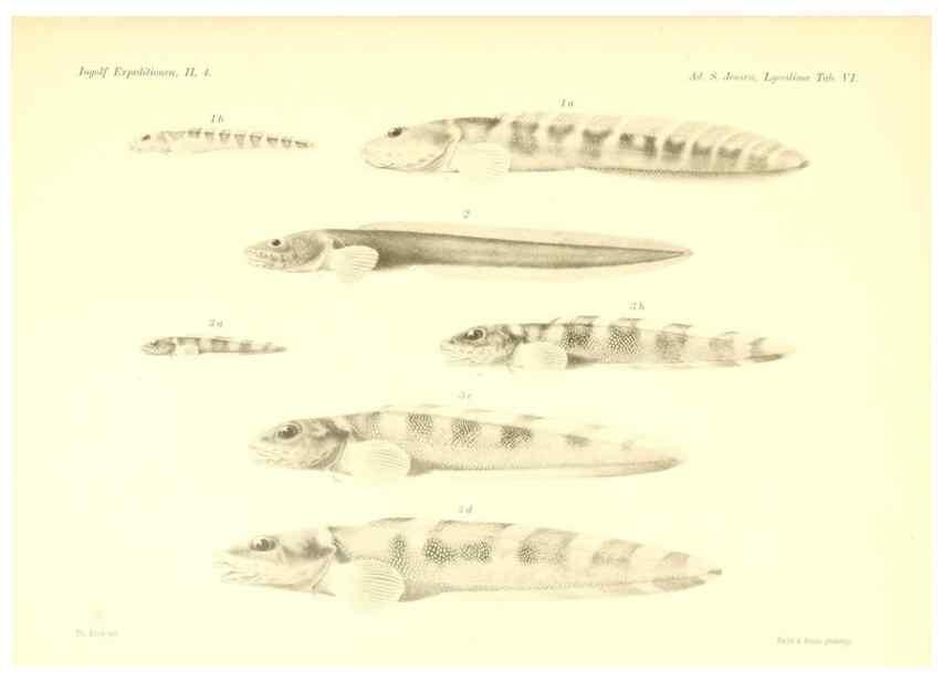 Reproducción/Reproduction 48348836262: The Danish Ingolf-Expedition.. Copenhagen :H. Hagerup,1899-1928.. 