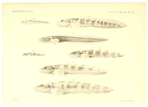 Reproducción/Reproduction 48348836262: The Danish Ingolf-Expedition.. Copenhagen :H. Hagerup,1899-1928.. 