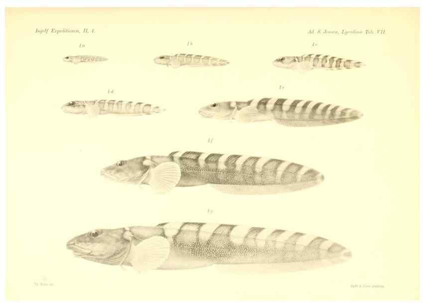 Reproducción/Reproduction 48348836742: The Danish Ingolf-Expedition.. Copenhagen :H. Hagerup,1899-1928.. 