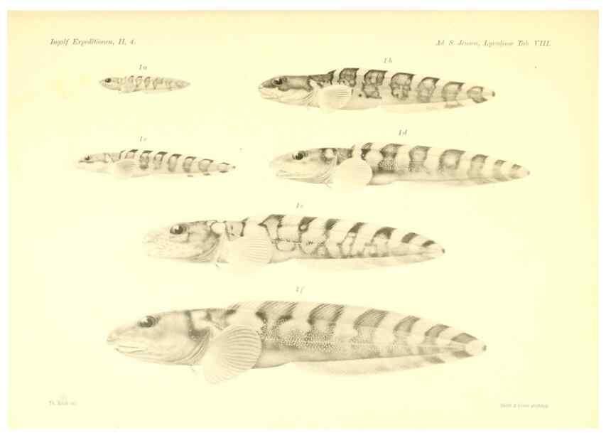 Reproducción/Reproduction 48348698846: The Danish Ingolf-Expedition.. Copenhagen :H. Hagerup,1899-1928.. 