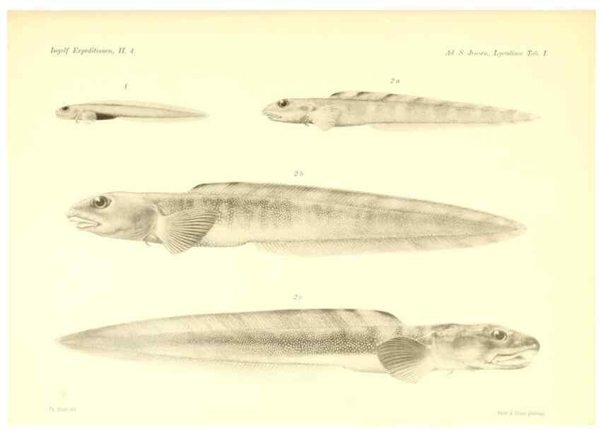 Reproducción/Reproduction 48348694961: The Danish Ingolf-Expedition.. Copenhagen :H. Hagerup,1899-1928.. 