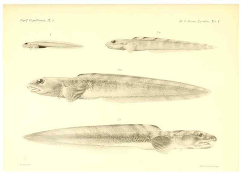 Reproducción/Reproduction 48348694961: The Danish Ingolf-Expedition.. Copenhagen :H. Hagerup,1899-1928.. 