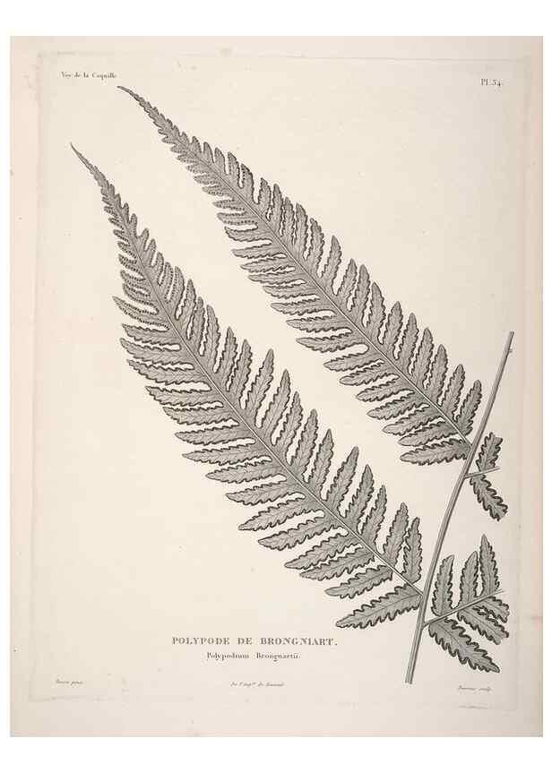 Reproducción/Reproduction 48347079516: Voyage autour du monde :. Paris :Arthus Bertrand,1825-1830 [i.e. 1838]. 