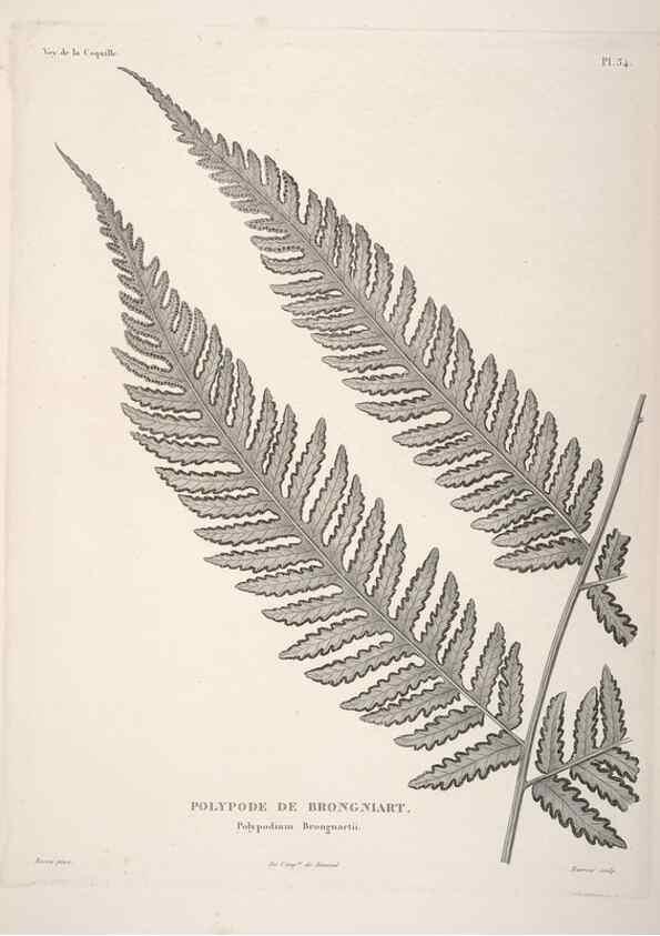 Reproducción/Reproduction 48347079516: Voyage autour du monde :. Paris :Arthus Bertrand,1825-1830 [i.e. 1838]. 