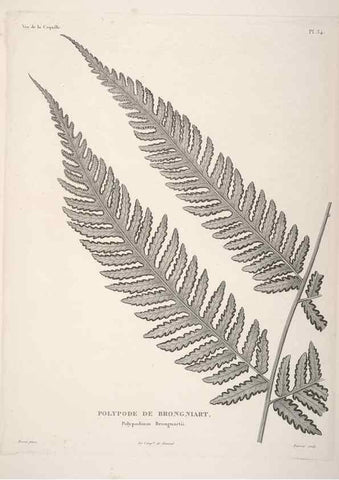 Reproducción/Reproduction 48347079516: Voyage autour du monde :. Paris :Arthus Bertrand,1825-1830 [i.e. 1838]. 
