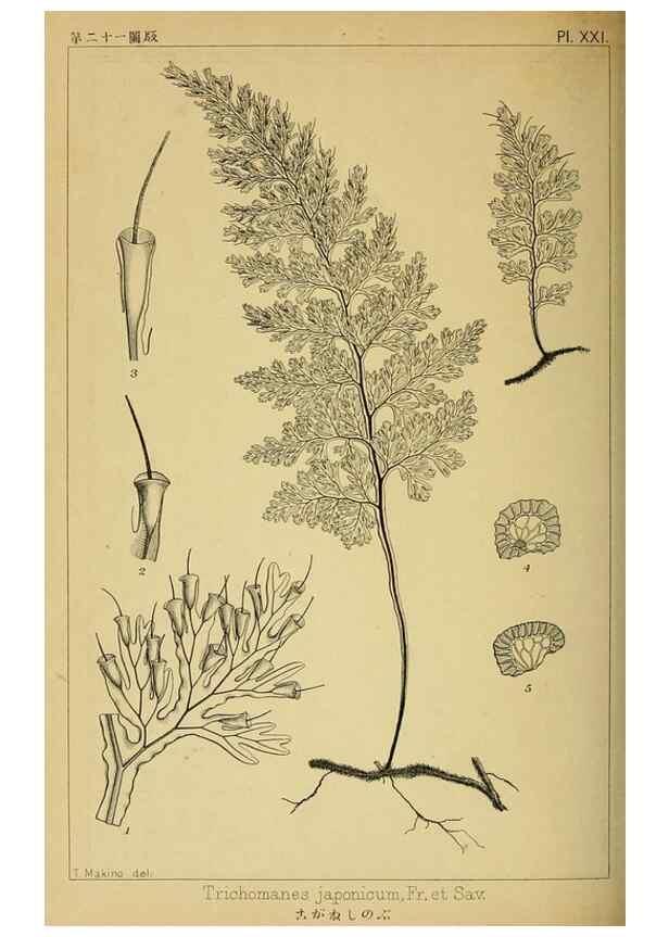 Reproducción/Reproduction 48348082201: Shinsen Nihon shokubutsu zusetsu.. Tokyo :Keigyosha,Meiji 32-36 [1899-1903]. 