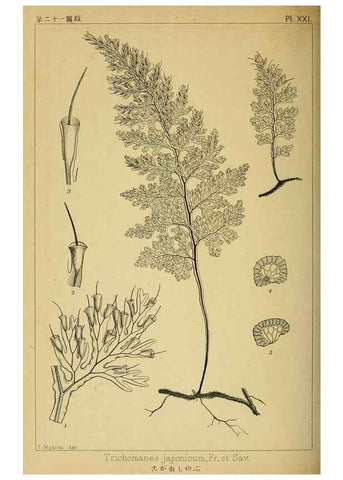 Reproducción/Reproduction 48348082201: Shinsen Nihon shokubutsu zusetsu.. Tokyo :Keigyosha,Meiji 32-36 [1899-1903]. 